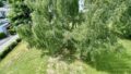 Rückläufiger Garten